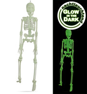 narrenwelt Skelett nachtleuchtend 40 cm Halloween-Dekoration Gruselspaß GID Party Event Mottoparty Deko